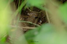 King Cobra ने दुसऱ्या कोब्राला केलं फस्त, Viral होतोय हा भीतीदायक Photo