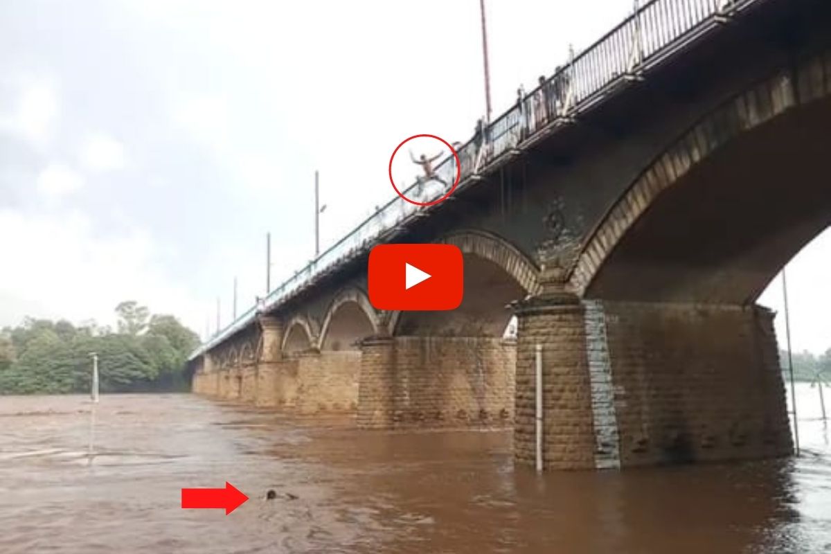 VIDEO: कृष्णेच्या पाणी पातळीत वाढ; नागरिक पुलावरून उड्या घेत लुटतायेत पोहण्याचा आनंद, बघ्यांची गर्दी