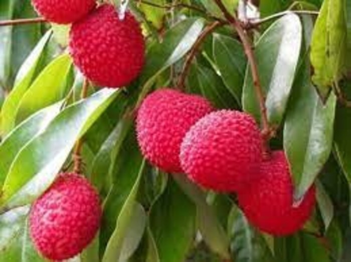 लीचीमध्ये व्हिटॅमिन सी,व्हिटॅमिन बी,पोटॅशियम आणि ऍन्टीऑक्सिडंट्स, फायबर असतात. लीची आपल्या शरीरातील एन्टीबॉडी आणि इम्युनिटी मजबूत करण्यात मदत करते. फायबर पाचक प्रणाली शुद्ध करण्यात मदत करते आणि व्हिटॅमिन सी सर्दीशी लढतं.