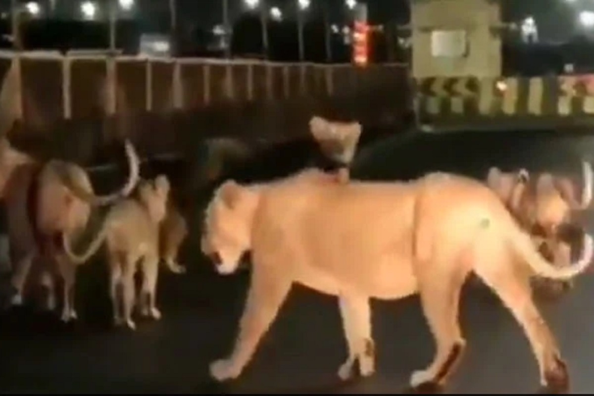 सावधान, पुढे धोका आहे! चक्क हायवेवर शतपावली करतायेत 5 सिंह; धडकी भरवणारा VIDEO