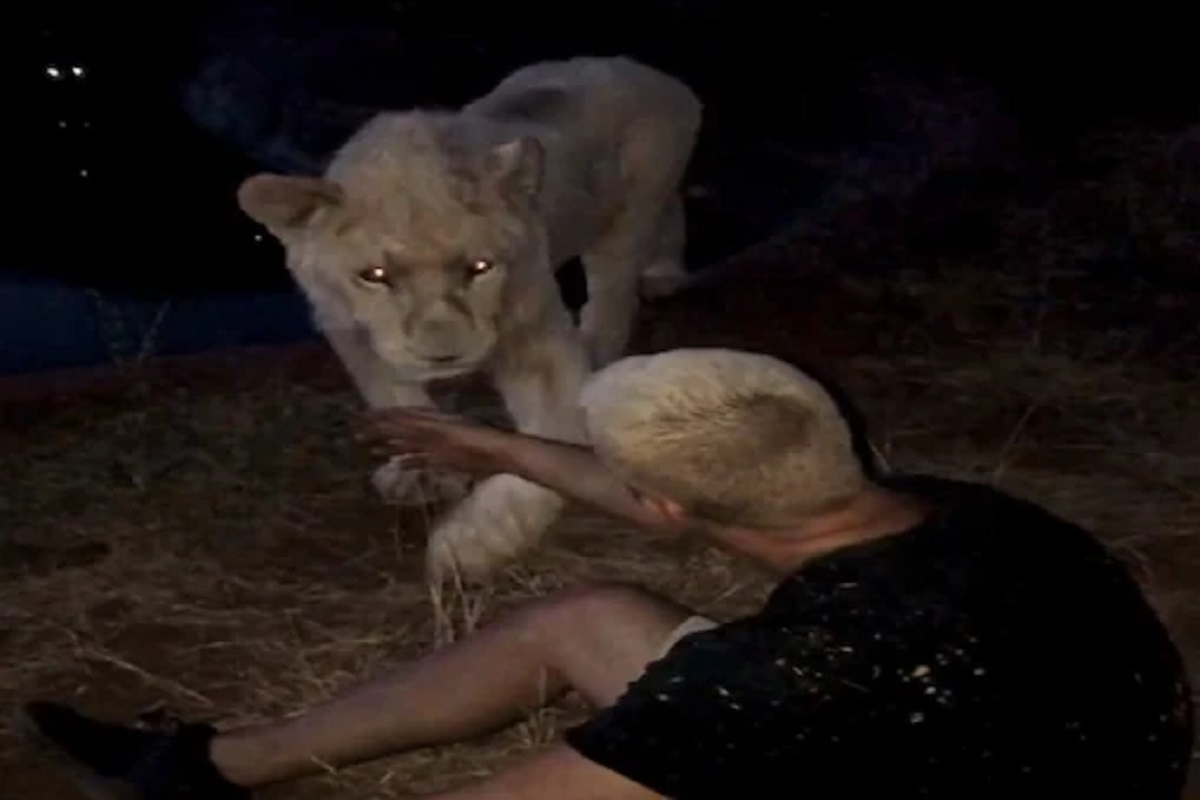 अरे बापरे! सिंहासमोर स्वतःच गेला आणि व्यक्तीसोबत पुढे जे घडलं ते VIDEO पाहूनही विश्वास बसणार नाही