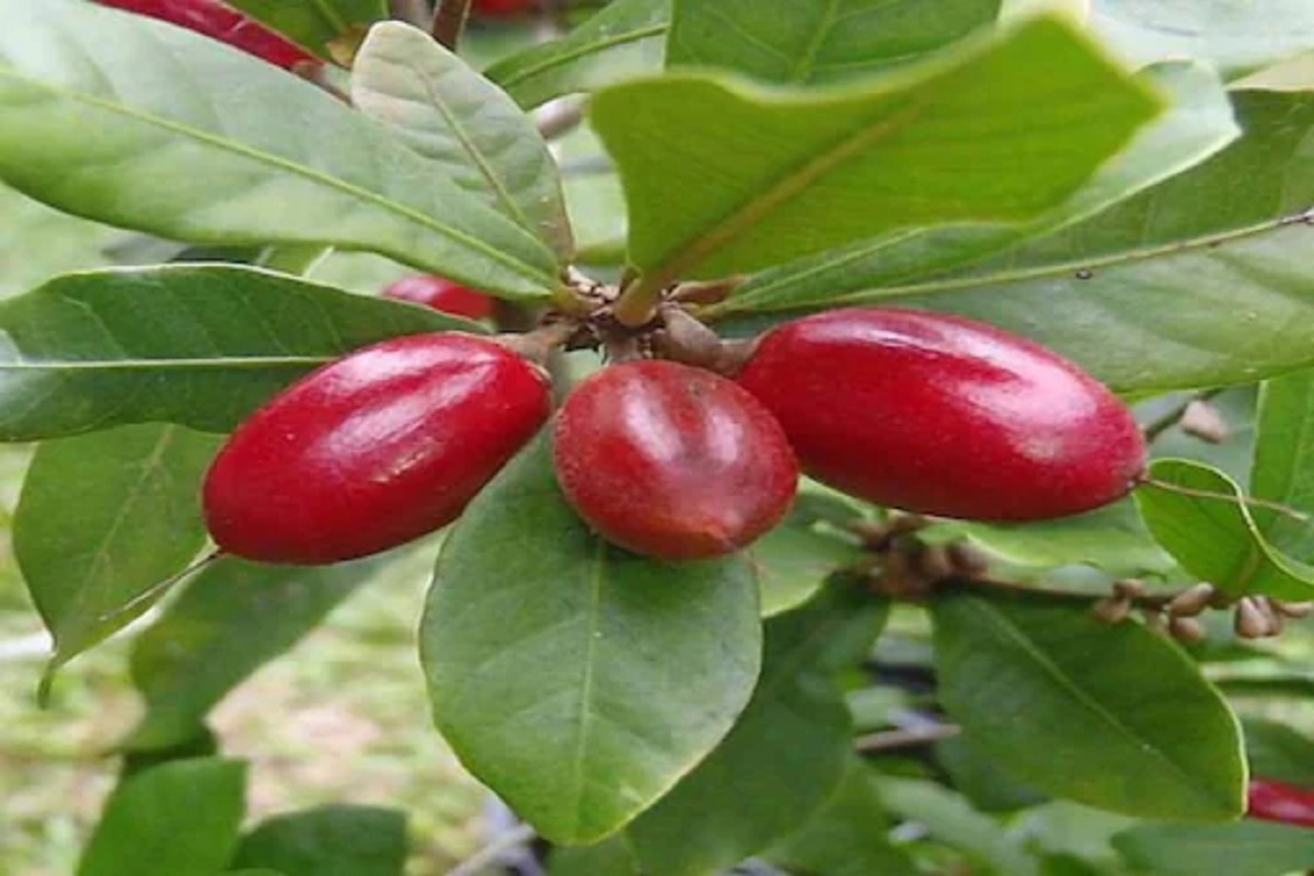 आश्चर्यच! आंबटही लागतं गोड; Miracle Fruit चवच बदलून टाकतं, कशी होते ही जादू?