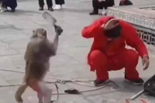 माकडाच्या हाती लागला चाकू; मदाऱ्यावरच खेळ उलटला आणि... Shocking video