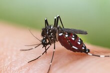 सावधान! पावळ्यात डेंग्यूचा धोका वाढला; ही लक्षणं दिसल्यास त्वरित करा ‘हे’ उपाय