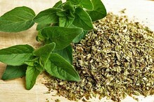 पिझ्झा-पास्त्यावर आवडीने खाताय Oregano? साईड इफेक्ट माहिती आहे ना?