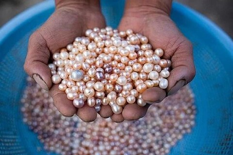 एक मोती तयार होण्यासाठी 25 ते 35 रुपये खर्च येतो. एका शिंपल्यातून दोन मोती तयार होतात. एका मोत्याला (Pearl) कमीत कमी 120 रुपये दर मिळतो