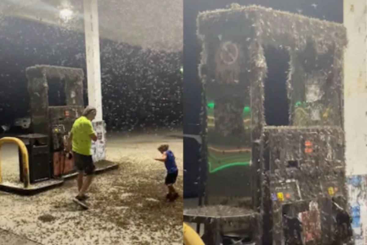 पेट्रोल पंपावर लाखो किड्यांचा कब्जा; वडिलांसोबत आलेल्या मुलावर भयंकर हल्ला