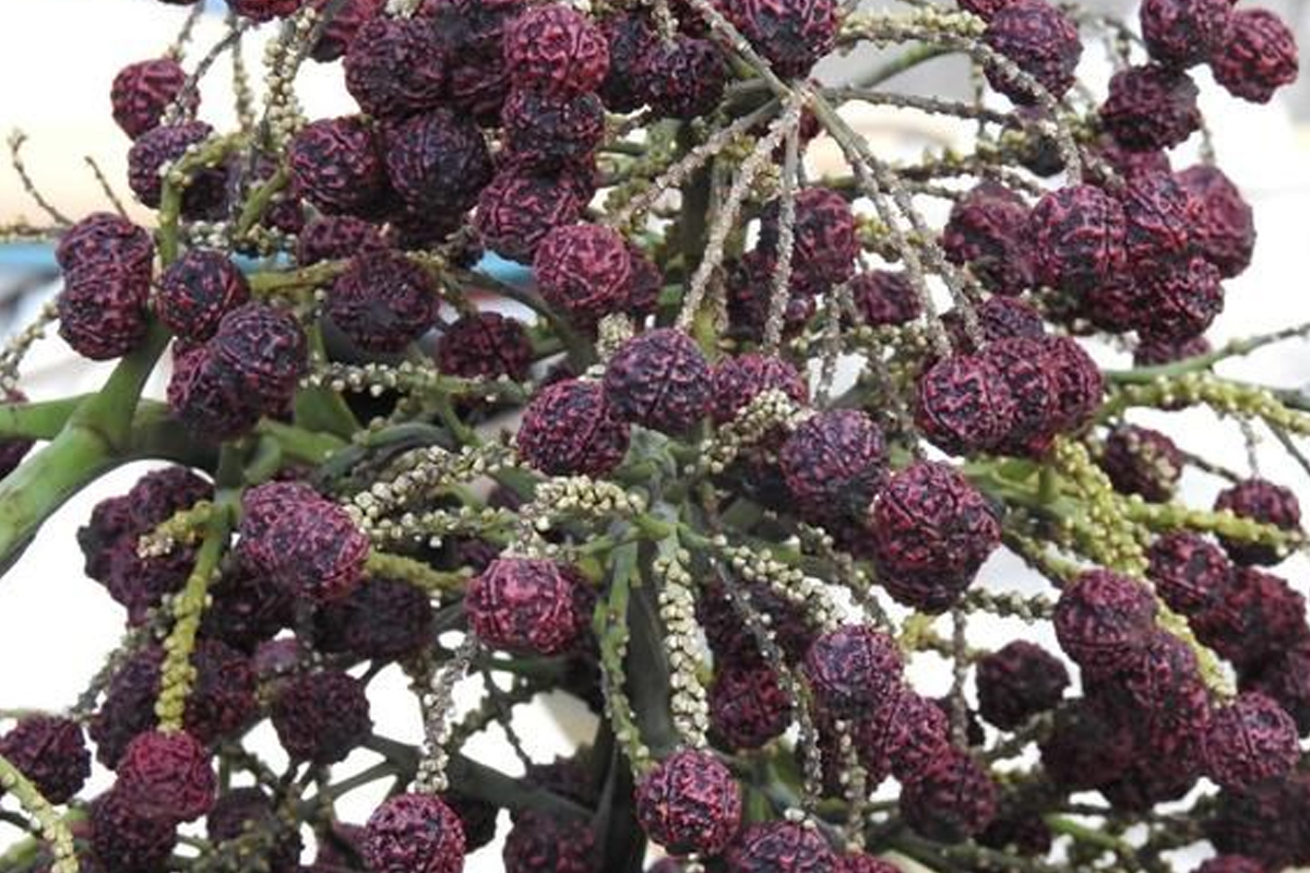 घरी कुंडीत सुद्धा लावू शकता रुद्राक्षाचं रोप; भारतातच नव्हे तर परदेशातही आहे मोठी मागणी