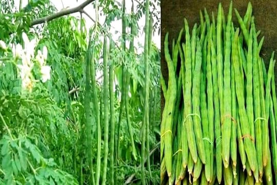 शेवग्याच्या शेंगाच नव्हे पानं आहेत बहुगुणी; Blood Pressure च्या गोळ्या घेत असाल तर हे वाचाच
