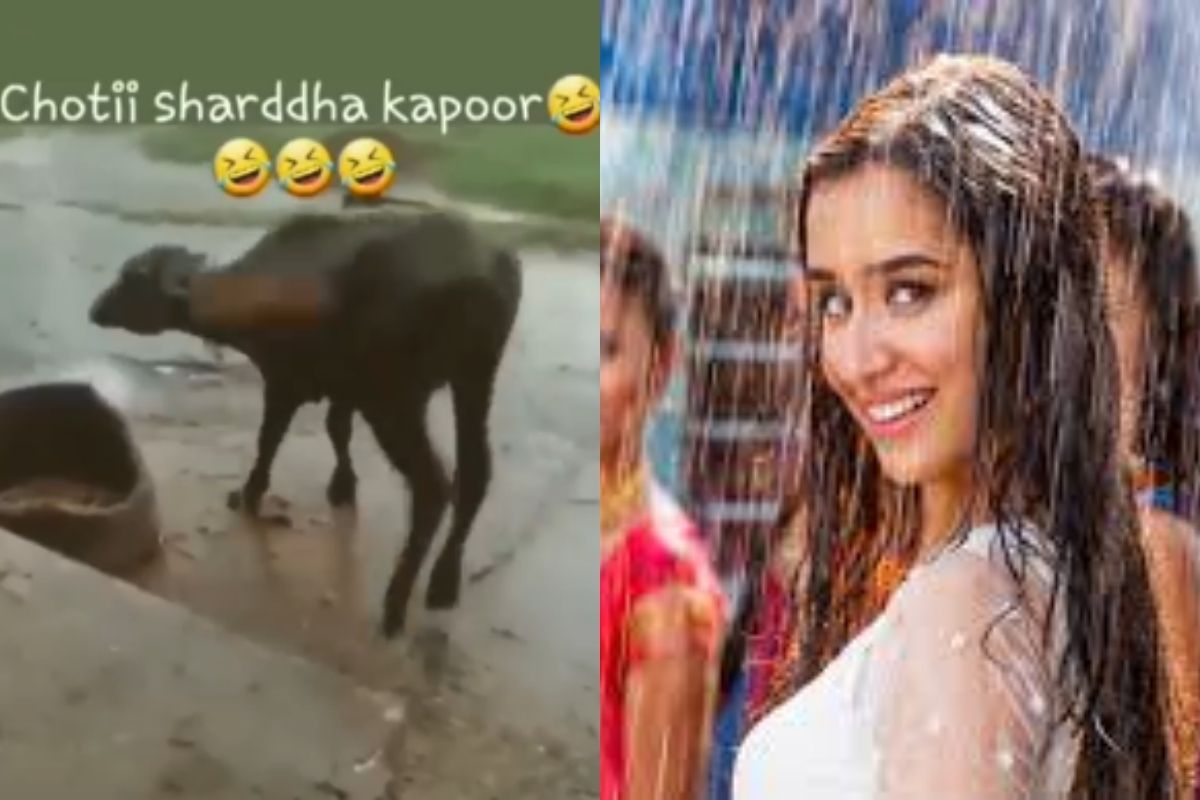 श्रद्धा कपूरच्या प्रसिद्ध गाण्यावर म्हशीनेही धरला ठेवा, VIDEO पाहून पोट धरून हसाल!