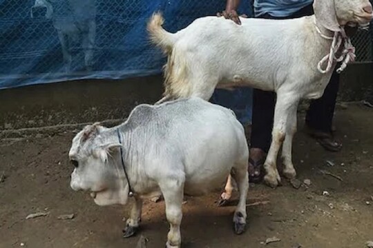 World's shortest cow : वासरापेक्षाही ठेंगणी, दीड फुटांची राणी; चर्चेत आहे ही सर्वात लहान गाय