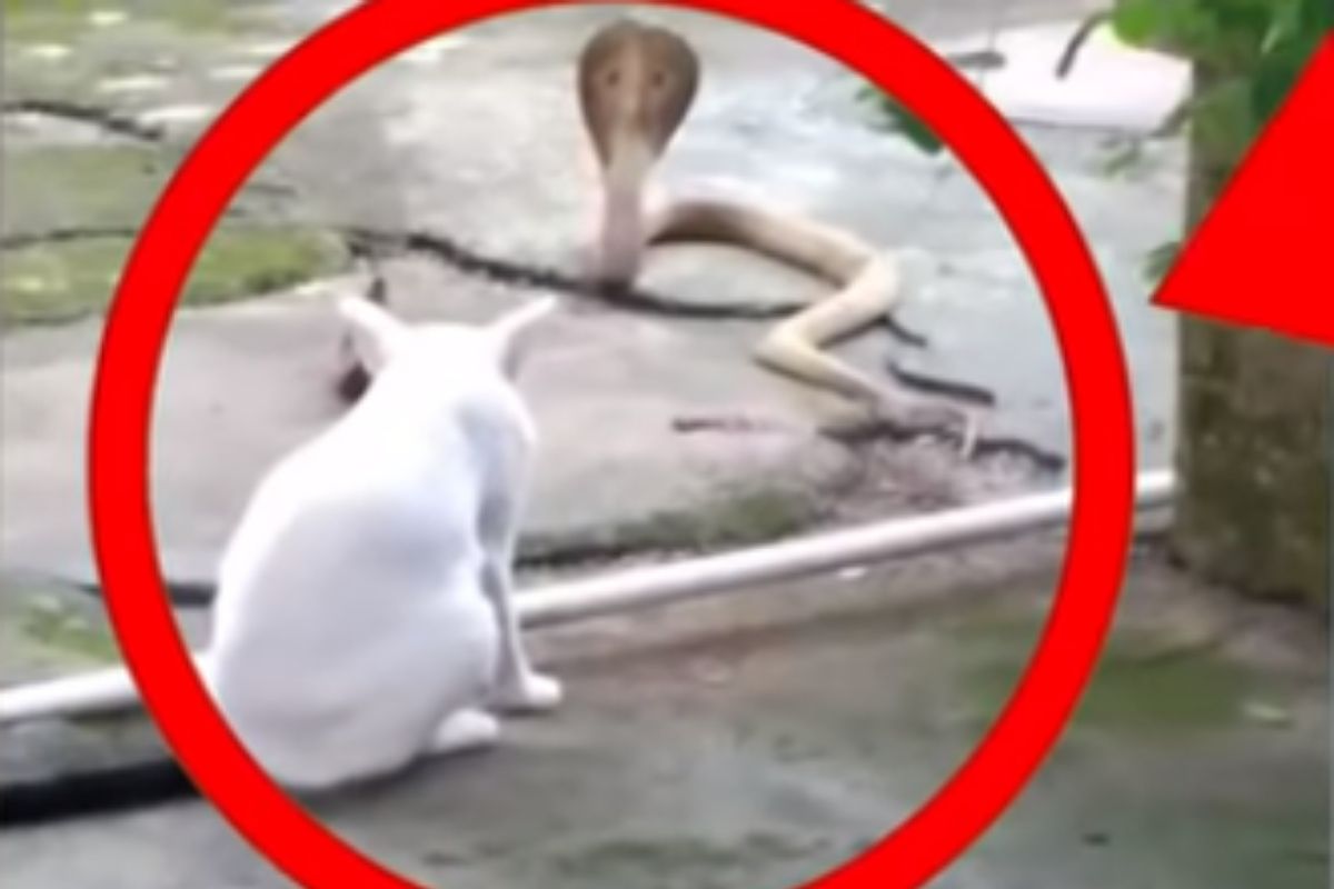 मालकाच्या कुटुंबासाठी मांजरीने कोबरा सापाशी दिली टक्कर; 30 मिनिटापर्यंत त्याला रोखून धरलं, VIDEO VIRAL