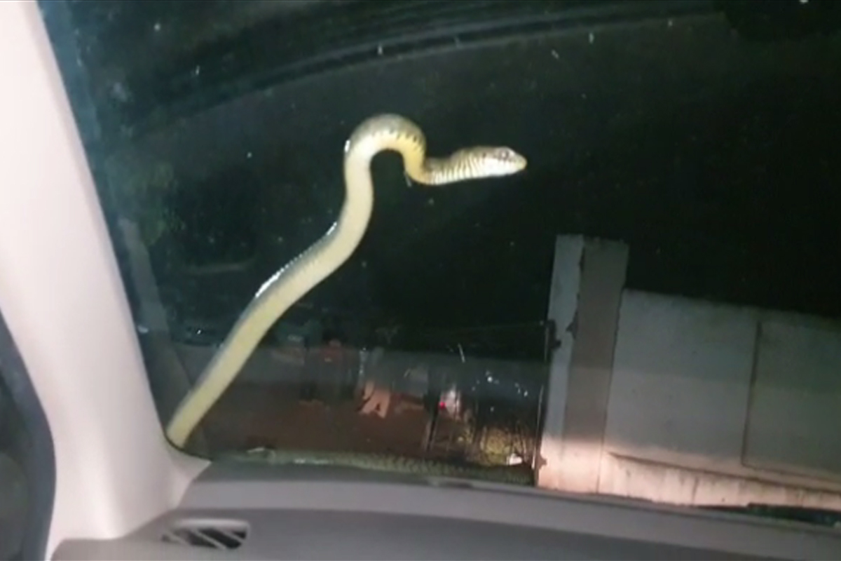 बापरे बाप! धावत्या कारच्या काचेवर आला साप, 2 तास तसाच केला प्रवास, VIDEO