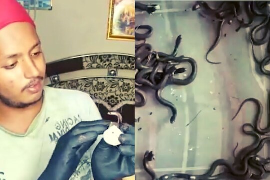 सर्पमित्राच्या घरी विषारी नागिणीचा पाळणा हलला; 18 पिल्लांना खेळवतानाचा VIDEO आला समोर
