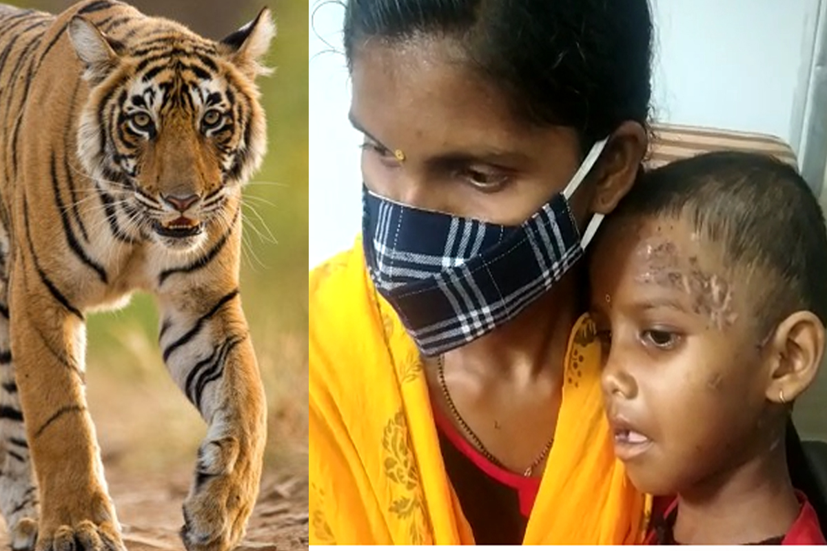 आई ती आईच! वाघाच्या जबड्यात 5 वर्षाच्या लेकीचं डोकं, जीवाची बाजी लावून केली सुटका