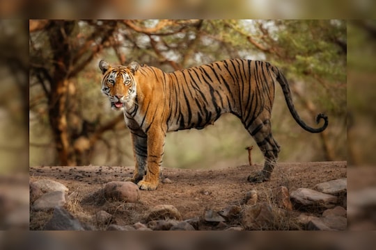 सिंह 3 लाख, वाघ 3 लाख 10 हजार, हरिण 20 हजार! बोरिवली अभयारण्यातले प्राणी दत्तक घेता येणार