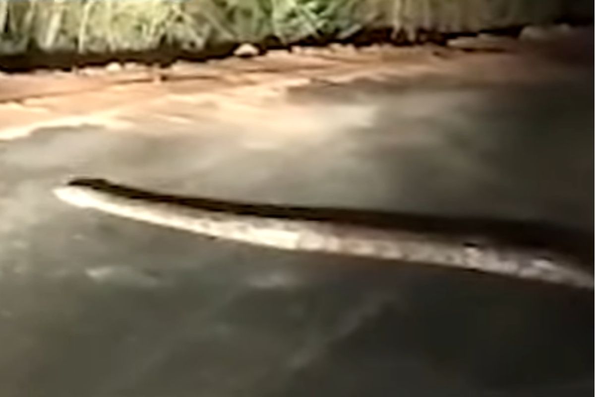 VIDEO : जंगलाच्या रस्त्याने घराकडे निघाले होते तरुण; रस्त्यात दिसलेला महाकाय प्रकार पाहून गावकरीही भयभीत