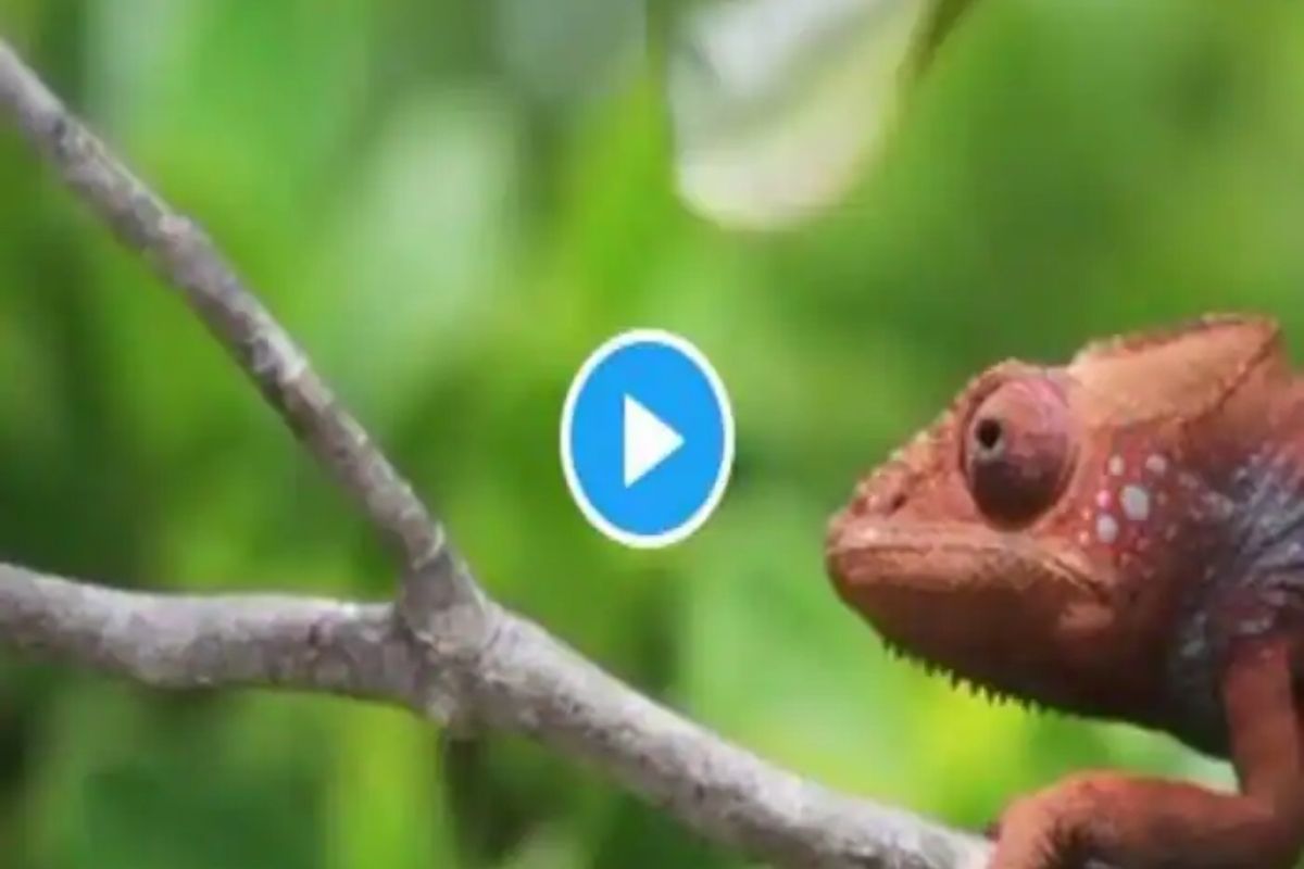 VIDEO : अवघ्या 2 मिनिटात सरड्याने 7 वेळा बदलले रंग; निसर्गाचं सौंदर्य कॅमेऱ्यात कैद