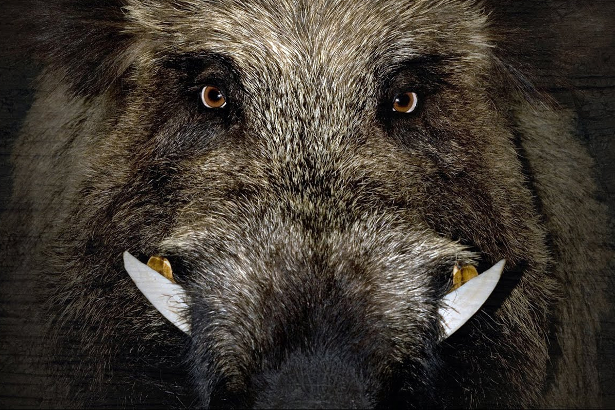 रानडुक्काराचा शेतमजूर महिलेवर भीषण हल्ला, शरिरापासून हात झाला वेगळा!