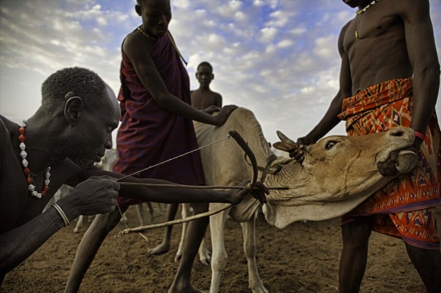 दक्षिण केनिया (South Kenya) आणि उत्तर टांझानियामधल्या ( North Tanzania) मसाकी नावाच्या समाजातले लोक वेगवेगळ्या शुभप्रसंगी गायीचं रक्त पितात. प्रामुख्याने लग्न आणि बाळाच्या जन्मप्रसंगी असं केलं जातं. यात एका बाणानं गायीला जखमी केलं जातं. त्यानंतर एक एक करून लोक तिचं रक्त पितात.
