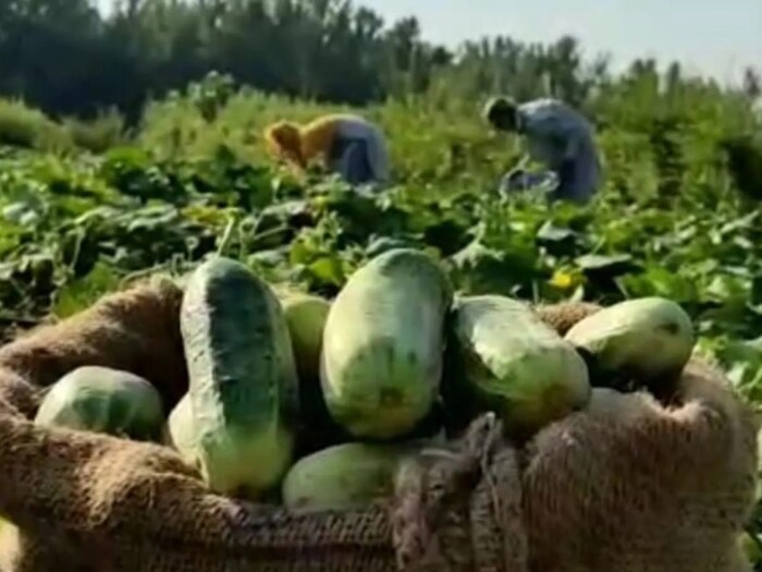  पैसे कमावण्यासाठी उत्तम कल्पना म्हणजे शेती (Farming). आता शेतीत काय करावे हा प्रश्न असेल तर तुम्ही काकडीचे पीक (Cucumber Farming) घेऊ शकता. जे तुम्हाला कमी वेळात अधिक पैसे मिळवण्याची संधी देईल. तर मग काकडीच्या शेतीचा व्यवसाय कसा करायचा ते जाणून घेऊया?