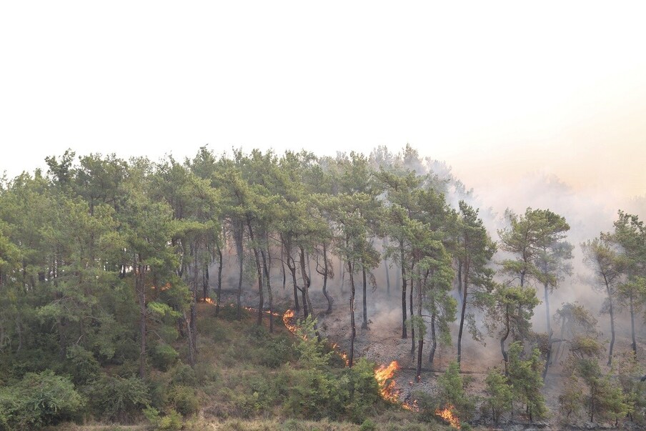 हिरव्यागार झाडांनाही काही ठिकाणी आगी लागत असल्याचं चित्र आहे. वाढत्या तापमानाचा हा परिणाम असल्याचं सांगितलं जात आहे. 