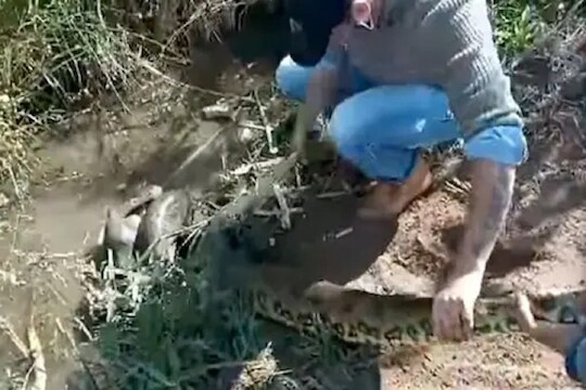 कुत्र्यासाठी मालकाची अ‍ॅनाकोंडाशी फाईट (फोटो सौजन्य - व्हिडीओ ग्रॅब)
