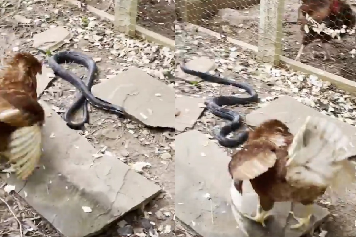 सापाला भिडला कोंबडा.