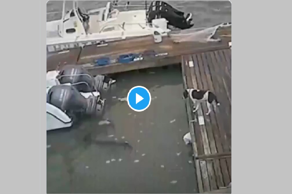 जबड्यातील कुत्र्याला सोडून मगरीने ठोकली धूम; नेमकं काय घडलं तुम्हीच पाहा VIDEO