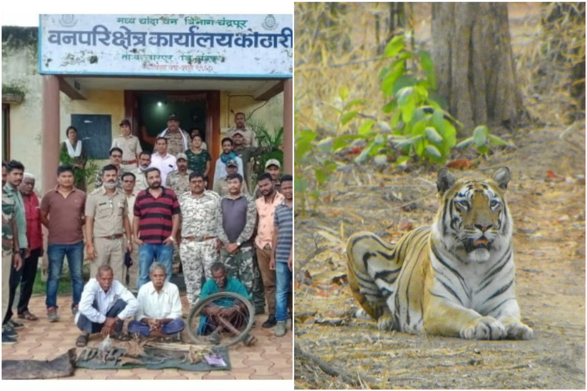 धक्कादायक ! वनसमितीच्या सदस्याला वाघाची शिकार करुन अवयव विक्री प्रकरणी अटक