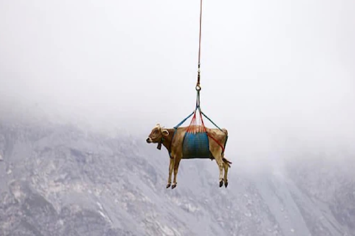 उड उड रे COW : आकाशात उडाल्या 10 गायी, पाहणाऱ्यांना आश्चर्याचा धक्का