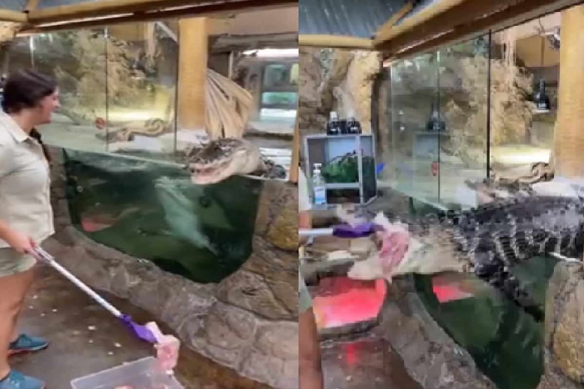 मगरीने बाहेर उडी मारली आणि...