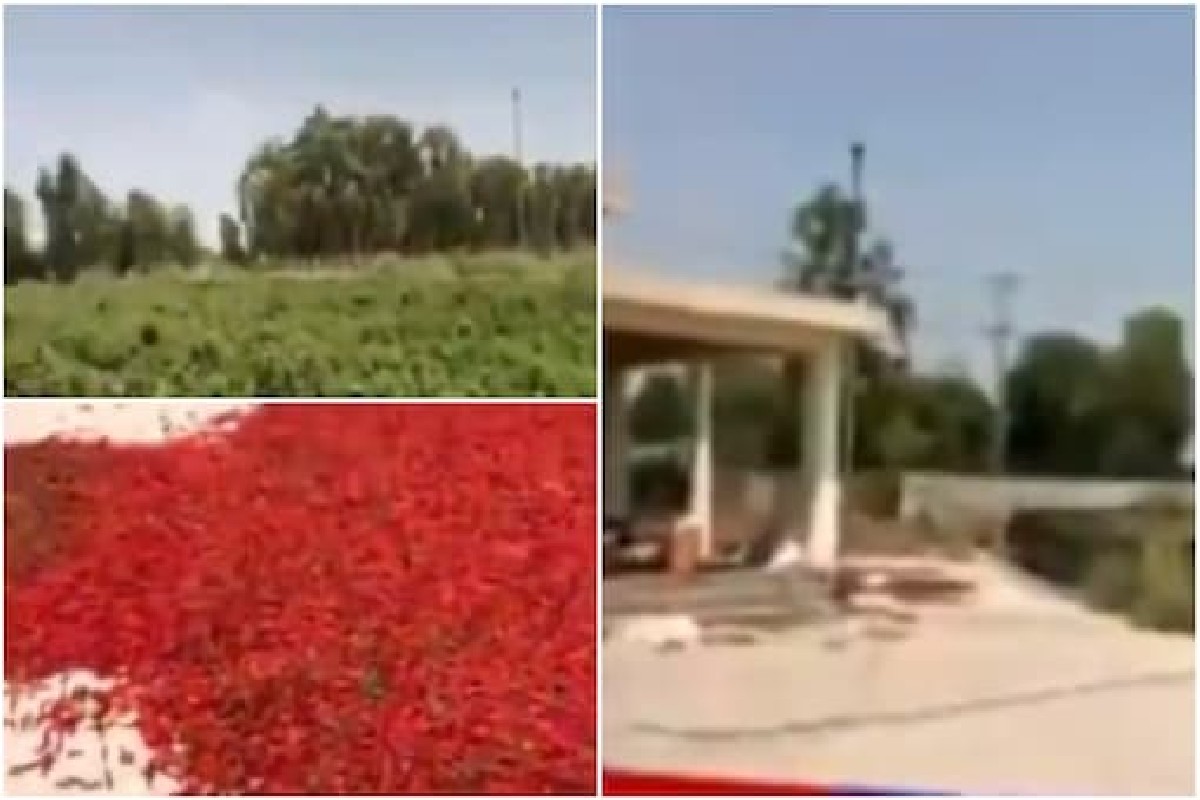 पाकिस्तान क्रिकेटमध्ये हे काय सुरू आहे? VIDEO पाहून बसणार नाही विश्वास