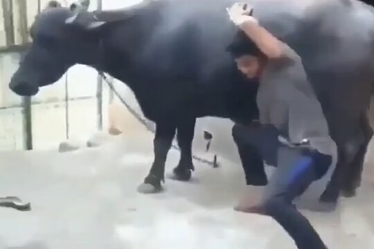 VIDEO - थेट म्हशीलाच उचलायला गेला पण...; स्वतःला बाहुबली समजणाऱ्या तरुणाची झाली चांगलीच फजिती