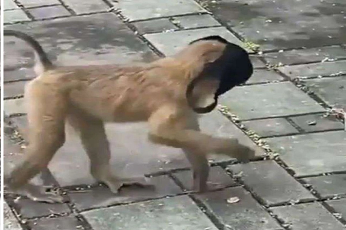 माकडाच्या तोंडावर मास्क