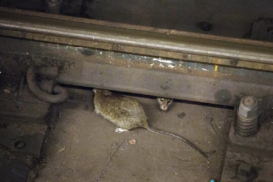 उंदरांनी कुरतडली प्रवाशाची बॅग, रेल्वेला 10 हजारांचा दंड, 8 वर्षांनी लागला निकाल