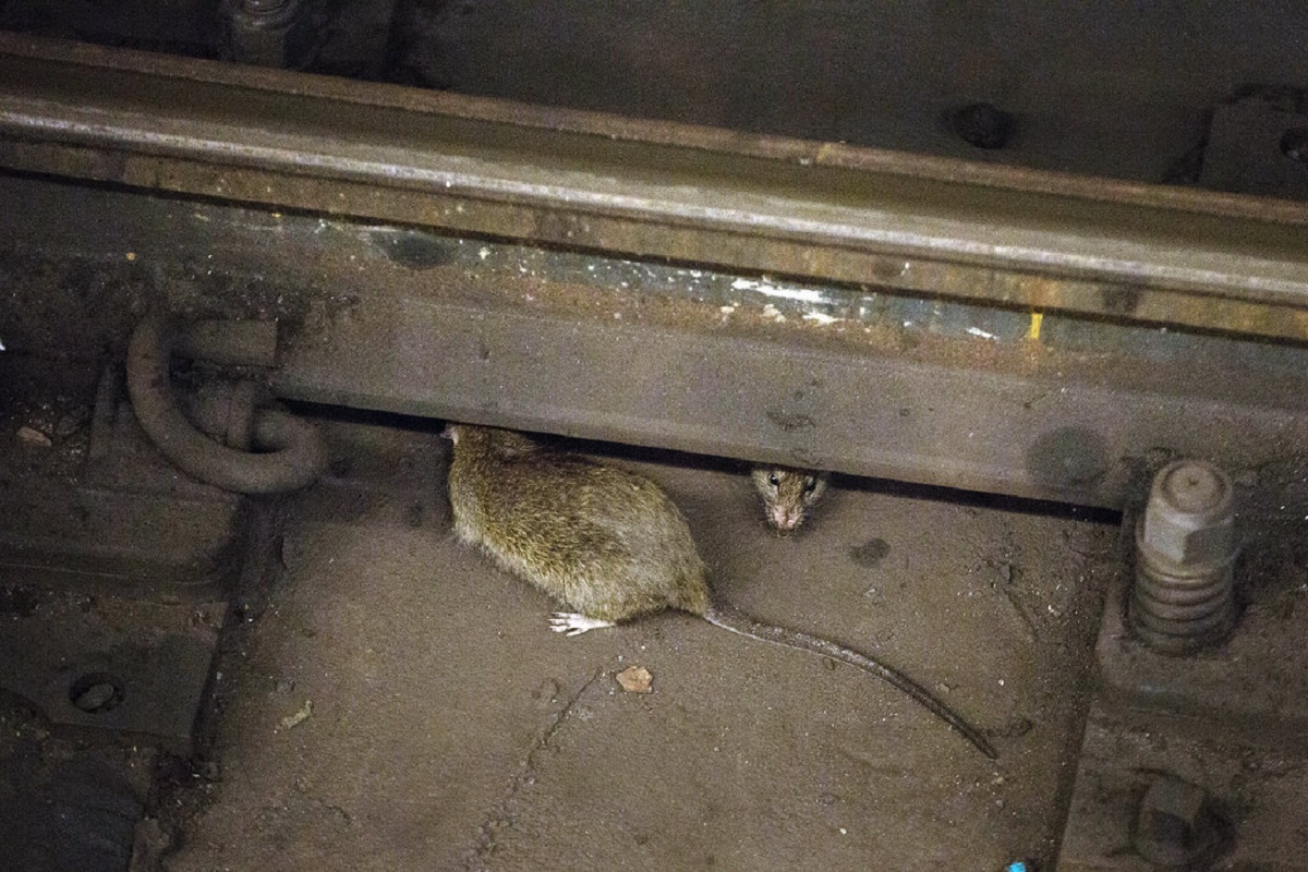 उंदरांनी कुरतडली प्रवाशाची बॅग, रेल्वेला 10 हजारांचा दंड, 8 वर्षांनी लागला निकाल