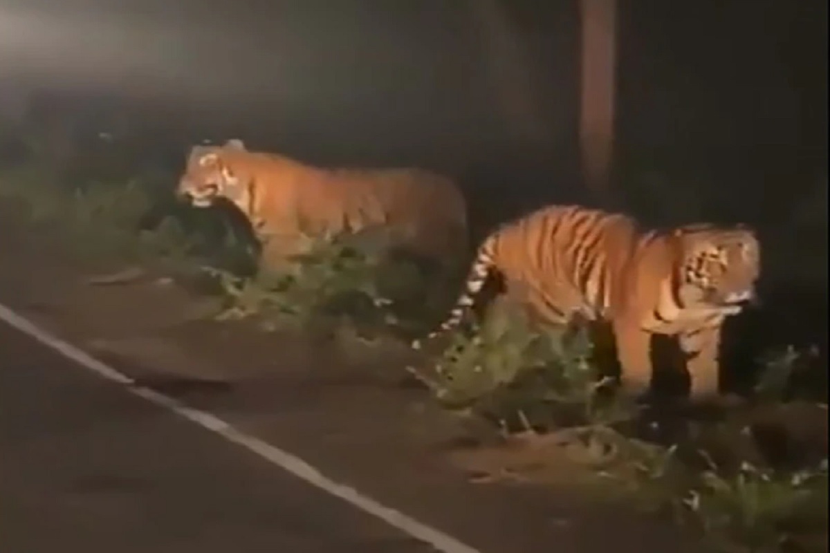 रस्त्यावर आले वाघोबा.