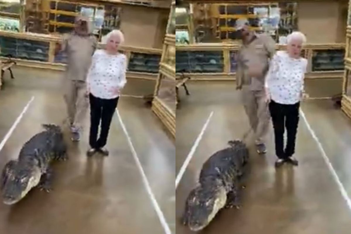 VIDEO: बापरे! मगरीसोबत ऐटीत फिरताना दिसली महिला; धाडस पाहून तुम्हीही चक्रावून जाल