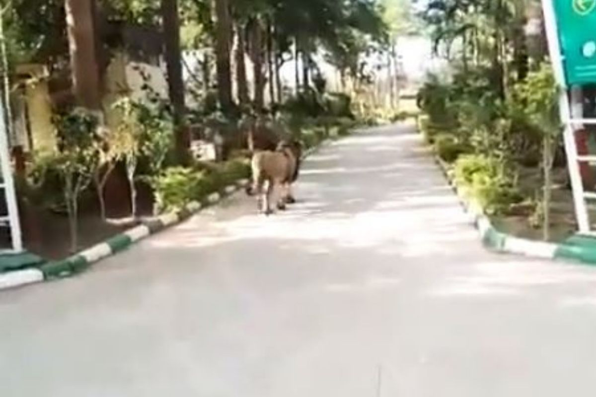रस्त्यावर बिनधास्त फिरताना दिसला जंगलाचा राजा; धडकी भरवणारा VIDEO आला समोर