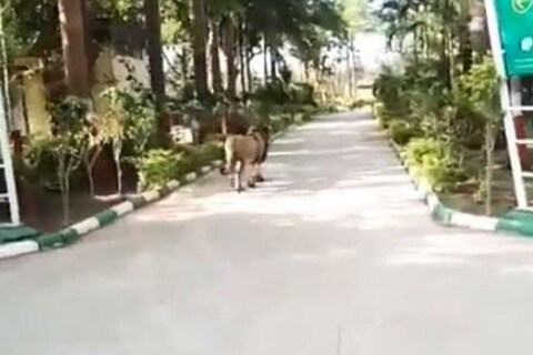 गुजरातमधील सासन गिर नॅशनल पार्क एक अशी जागा आहे जिथे हिंस्त्र सिंहदेखील रस्त्यावर फिरताना दिसतात. 