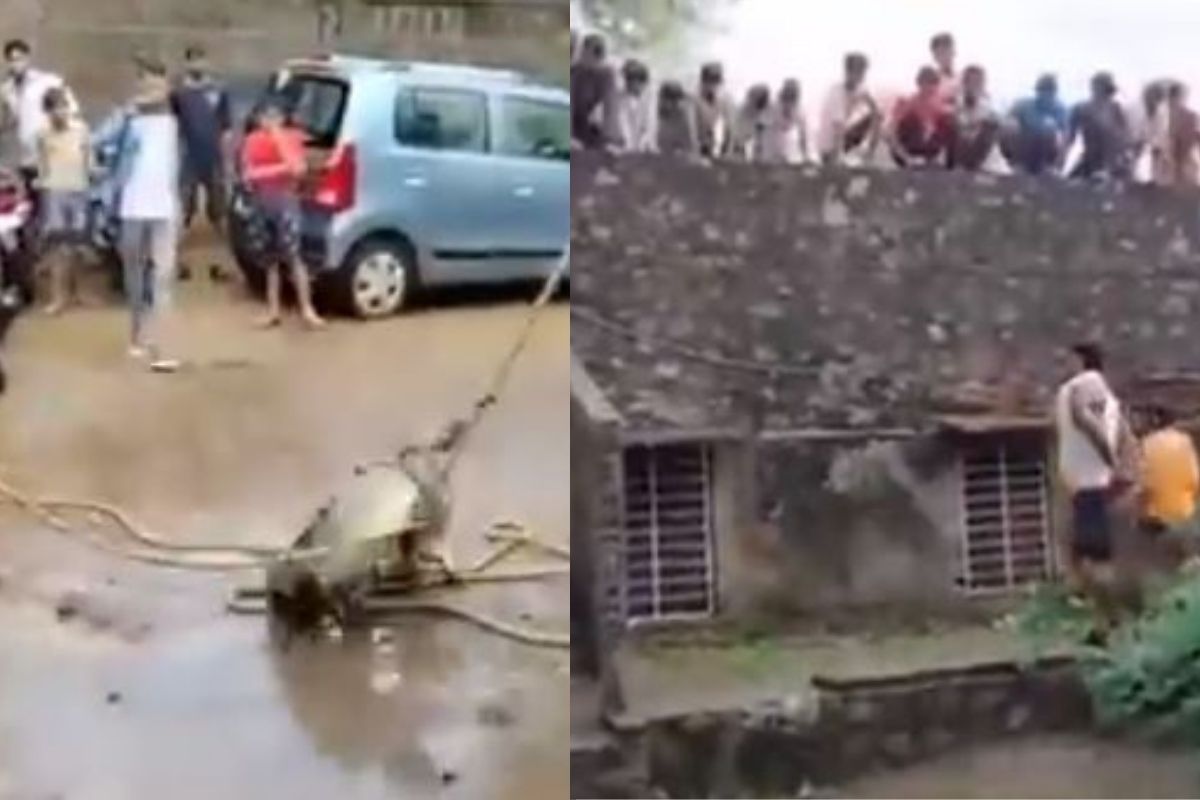 VIDEO: घरात 8 फुटाची मगर शिरताच सगळ्यांची उडाली धांदल; पाहा पुढे काय घडलं