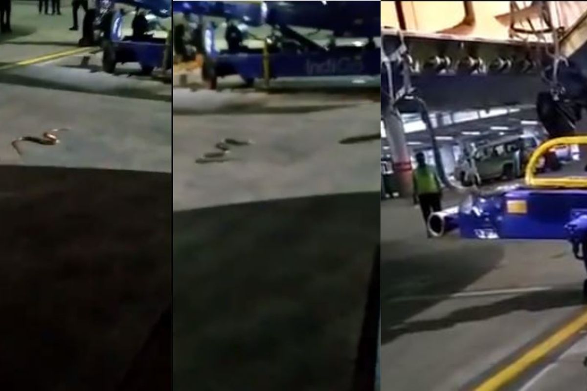 अचानक विमानात झाली भल्यामोठ्या सापाची एन्ट्री अन्..; अंगावर काटा आणणारा VIDEO VIRAL