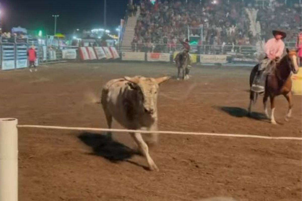 मैदान सोडून अचानक प्रेक्षकांकडे धावत आला बैल; VIDEO मध्ये पाहा पुढे काय घडलं