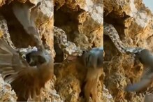 VIDEO : इवल्याशा पक्षानं घडवली सापाला अद्दल; मरणाच्या दारातून केली स्वतःची सुटका