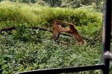 ...अन् जंगलात आपसात भिडले दोन वाघ; Tiger Fight चा जबदस्त Video Viral ...अन् जंगलात आपसात भिडले दोन वाघ; Tiger Fight चा जबदस्त Video Viral
