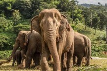World Elephant Day : हत्ती दिन का साजरा होतो? तुम्हीही करू शकता हत्तींचं संरक्षण World Elephant Day : हत्ती दिन का साजरा होतो? तुम्हीही करू शकता हत्तींचं संरक्षण