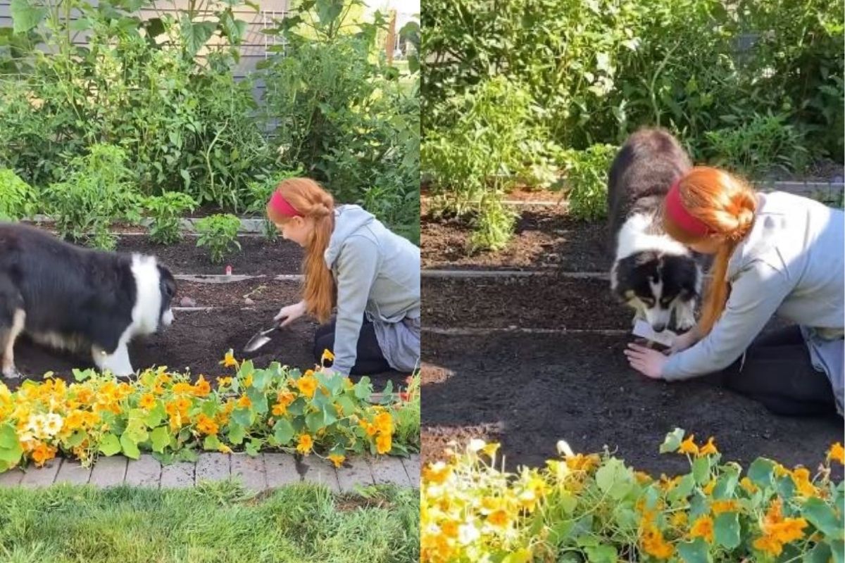 कुत्र्यानं स्वतःच केलं गार्डनिंग; आधी खड्डा करून झाड लावलं, मग पाईपनं घातलं पाणी, पाहा VIDEO