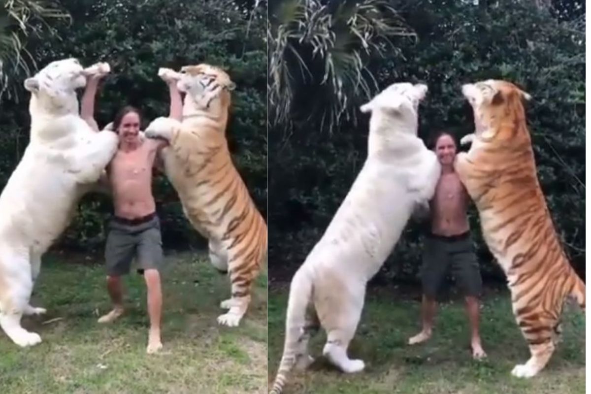 बापरे! 2 वाघांना बॉटलनं दूध पाजत होता युवक, इतक्यात...; अंगावर काटा आणणारा VIDEO