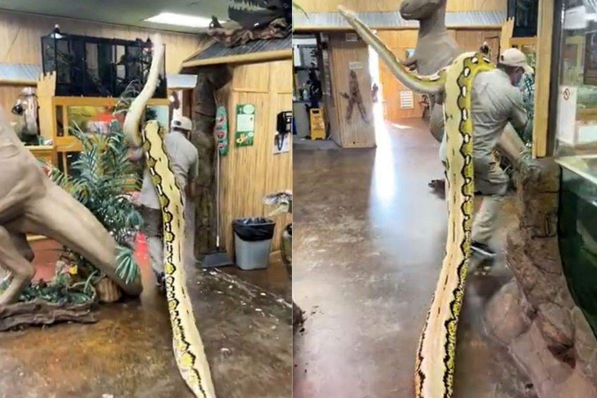 OMG! 113 किलोच्या 22 फूट लांब सापला खांद्यावर घेऊन चालू लागला अन्...; पाहा Shocking Video